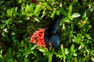 hermosa mariposa en la flor foto