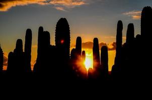 View with cactus photo