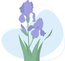 Blooming  iris flower png