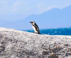pingüino - playa de cantos rodados - sudáfrica foto
