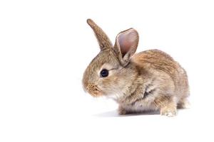 gray fluffy rabbit looking at the signboard. Isolated on white background. Easter bunny photo