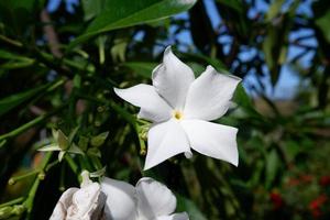 beautiful fresh flowers as a background photo