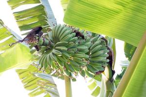 Banana tree with delicious fruit photo