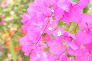 hermosas flores frescas como fondo foto