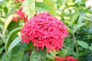 beautiful fresh flowers as a background photo