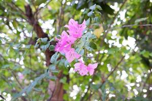 beautiful fresh flowers as a background photo