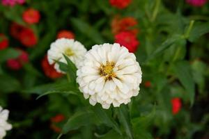 beautiful fresh flowers as a background photo