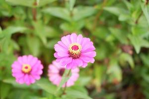 beautiful fresh flowers as a background photo