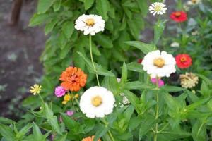 beautiful fresh flowers as a background photo