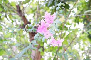 beautiful fresh flowers as a background photo