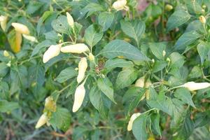 panoramic view of beautiful chili plants photo