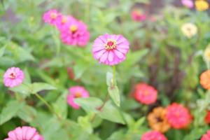 beautiful fresh flowers as a background photo