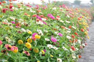 beautiful fresh flowers as a background photo