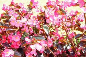 beautiful fresh flowers as a background photo