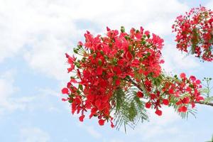 beautiful fresh flowers as a background photo