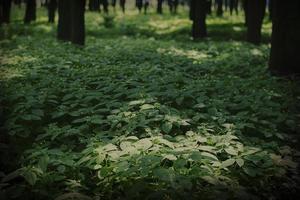 Dark green background from thick grass. photo