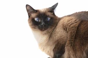 Siamese cat isolated on white background. photo