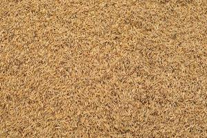 yellow rice grain background after harvest photo