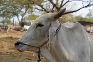 cows were brought by their owners to be sold at the market. photo