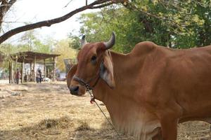 cows were brought by their owners to be sold at the market. photo