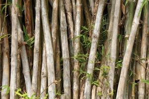 bamboo clump background with old trunk photo