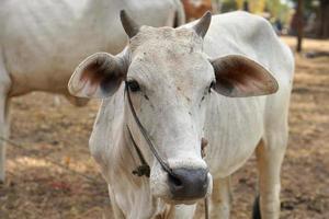 las vacas eran traídas por sus dueños para venderlas en el mercado. foto