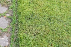 green grass background in the field photo