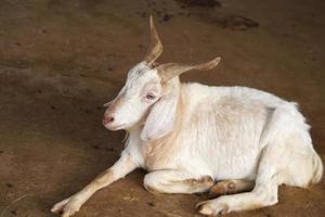 Goats in the farm waiting for visitors photo