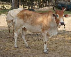 cows were brought by their owners to be sold at the market. photo