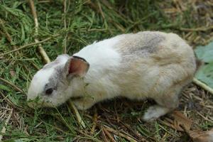 rabbit in the farm looking for food photo