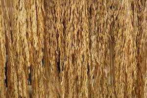 yellow ears of rice bundled together for eating photo