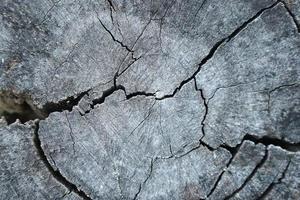 decayed wood background patterned from cracking photo