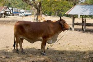 las vacas eran traídas por sus dueños para venderlas en el mercado. foto