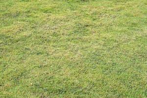 green grass background in the field photo