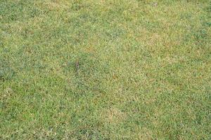 green grass background in the field photo