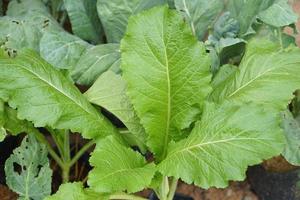 lettuce for eating Grown without chemicals photo