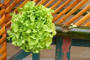 lettuce for eating Grown without chemicals photo