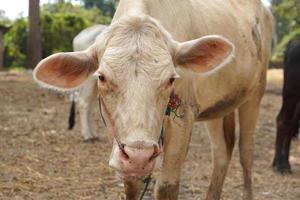 cows were brought by their owners to be sold at the market. photo