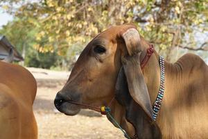 cows were brought by their owners to be sold at the market. photo