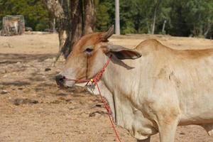 cows were brought by their owners to be sold at the market. photo