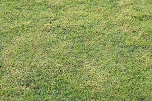 green grass background in the field photo