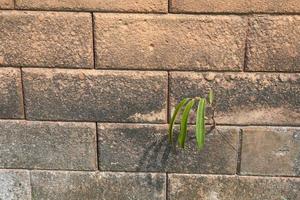 Tree background growing on a brick wall photo