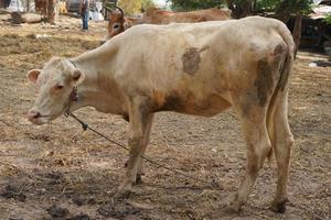 cows were brought by their owners to be sold at the market. photo