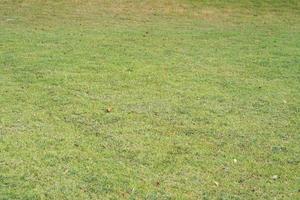 green grass background in the field photo