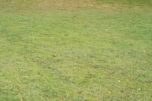 green grass background in the field photo