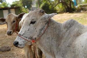 Cow skin Lumpy skin disease virus photo