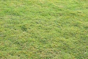 green grass background in the field photo