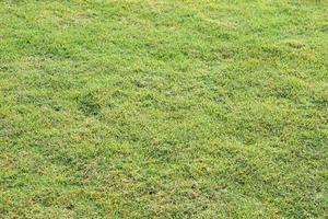 green grass background in the field photo