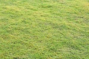 fondo de hierba verde en el campo foto