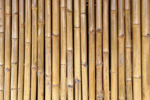 Bamboo walkway in the garden photo